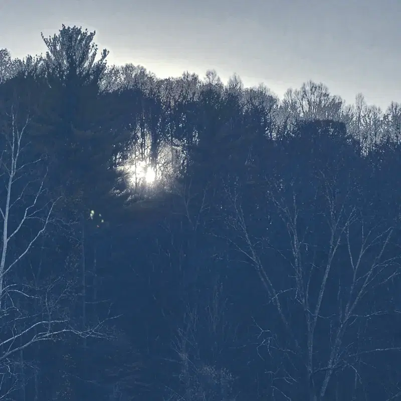 Trail of Mythical Trees