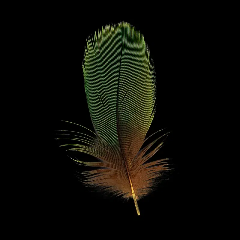 Light