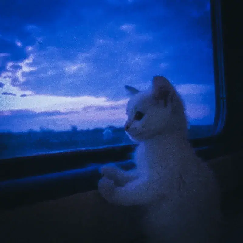 echo of the rails