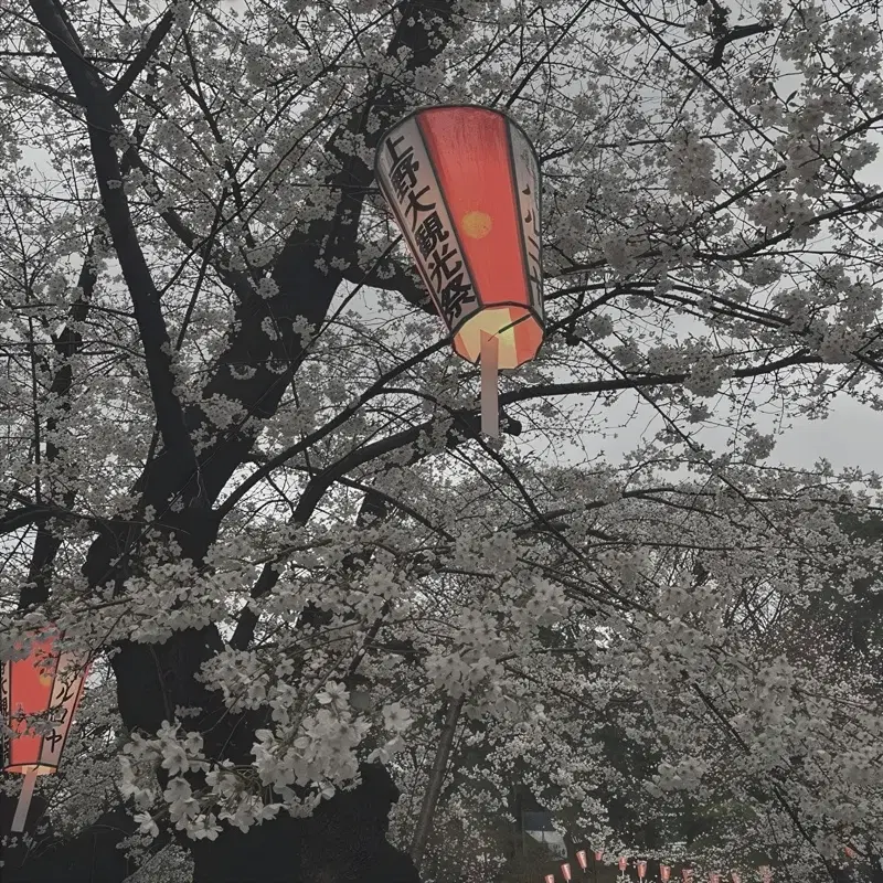 Kirschblüten