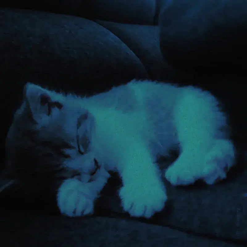 sleepykitty