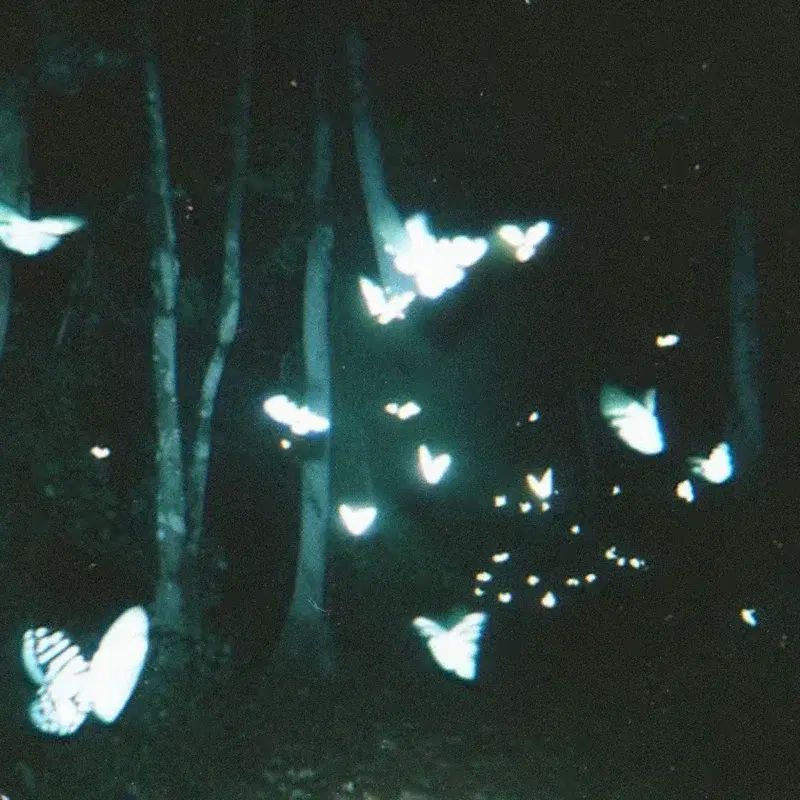 butterfly