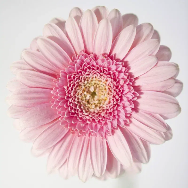 Blomma
