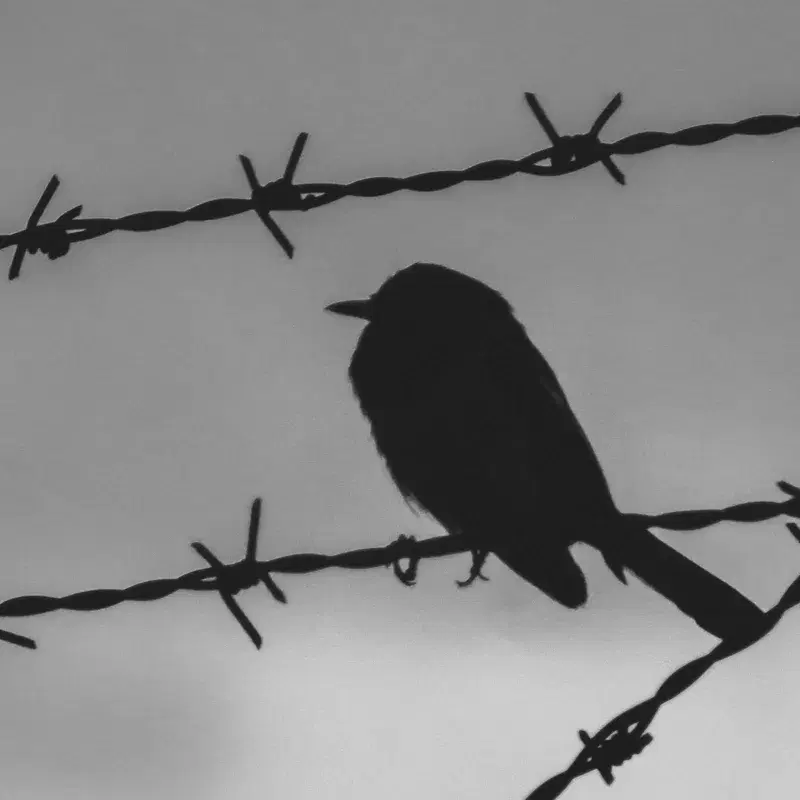 Birds on a Wire