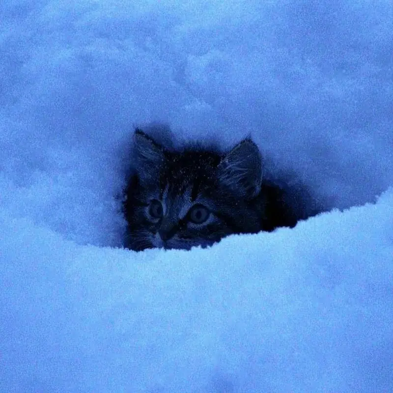 cold kitten