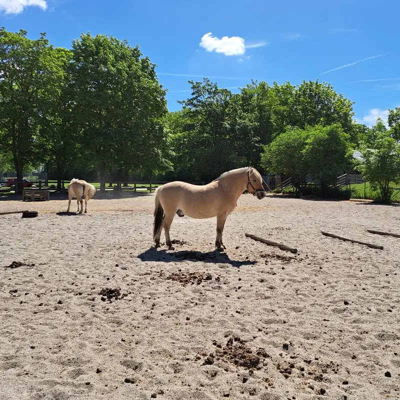 Den sidste sang