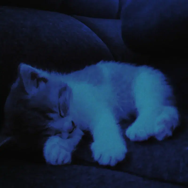 sleepykitty