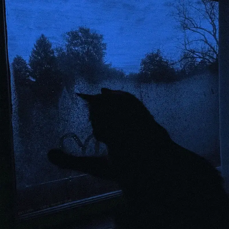 cats never die