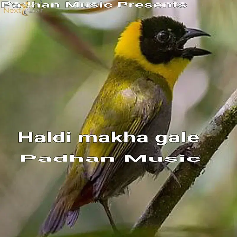 Haldi Makha Gale