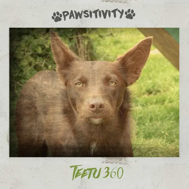 Teetu 360