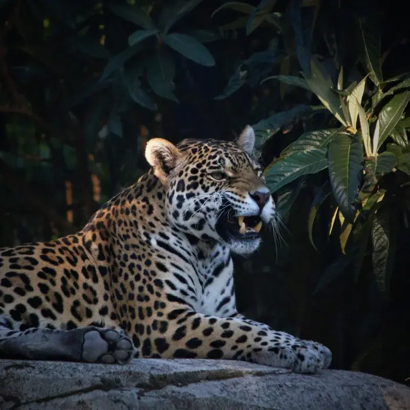Jaguars