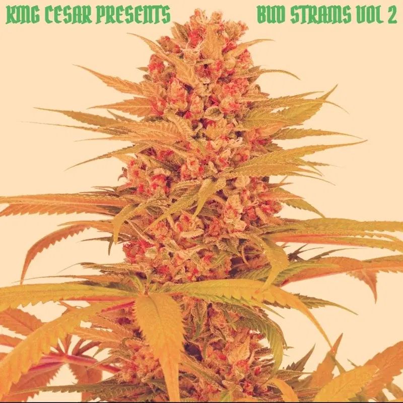 Bud Strains 2