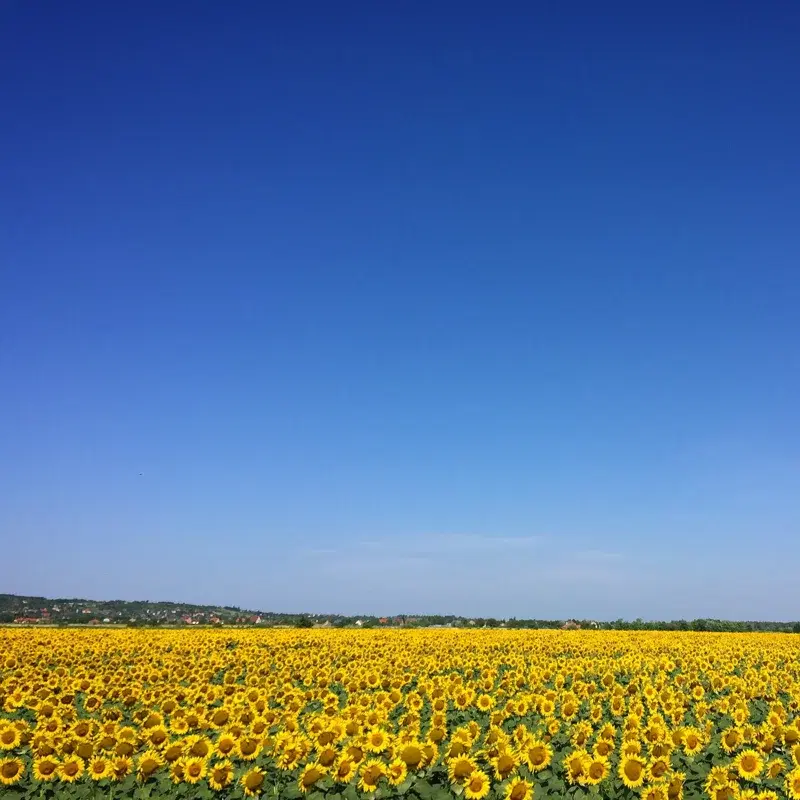 Blue & Yellow