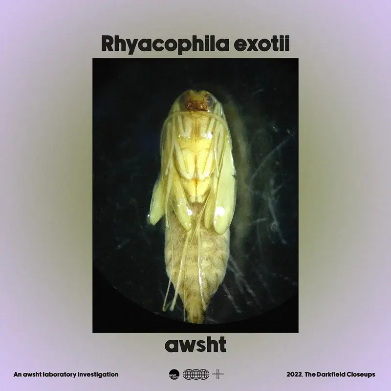 Rhyacophila Exotii