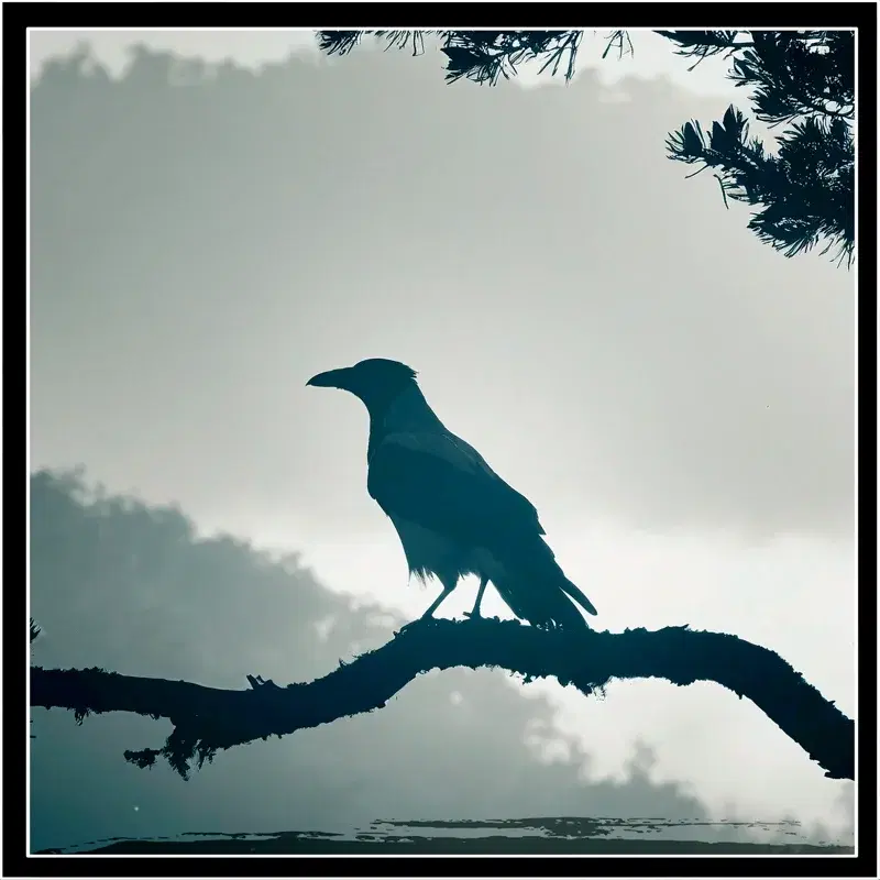 Crow