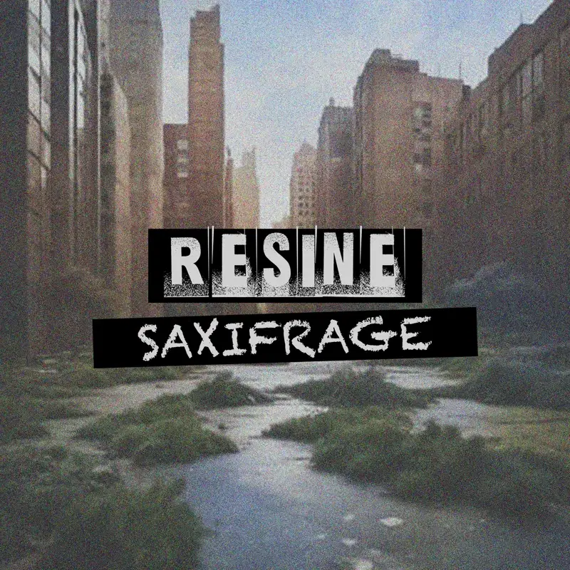 Saxifrage