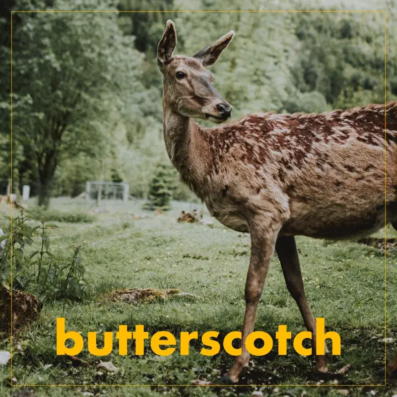 Butterscotch