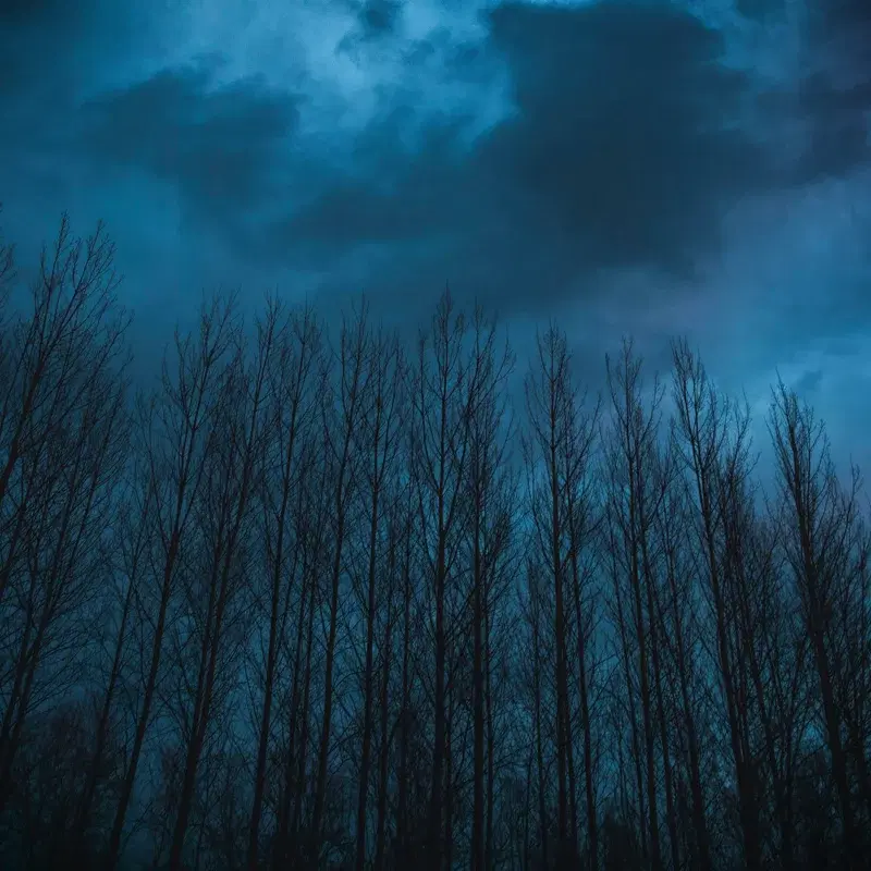 forest
