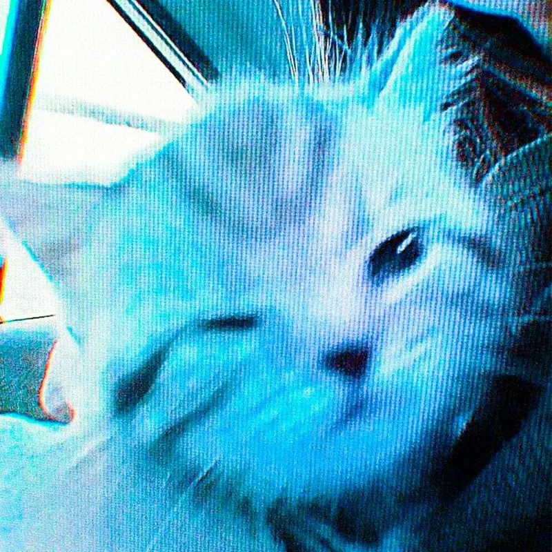PHONKY KITTY