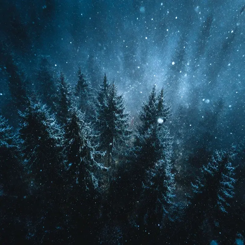 silent woods