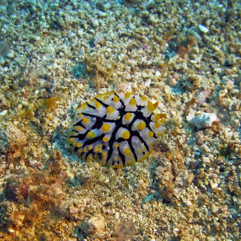 Sea Slugs Vol. 7